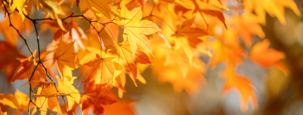 Beautiful maple leaves in autumn sunny day in foreground and blurry background in Kyushu, Japan.